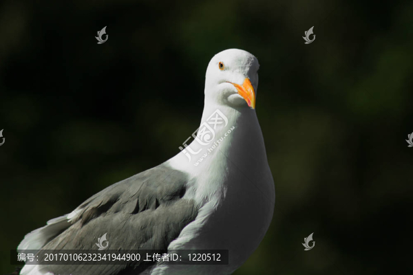 西方gull2