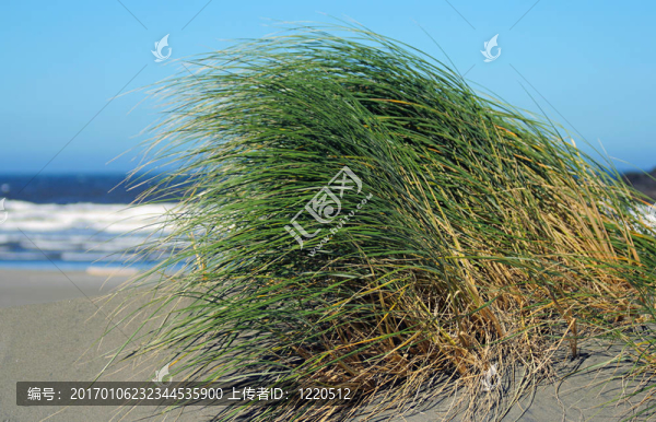 沙丘草