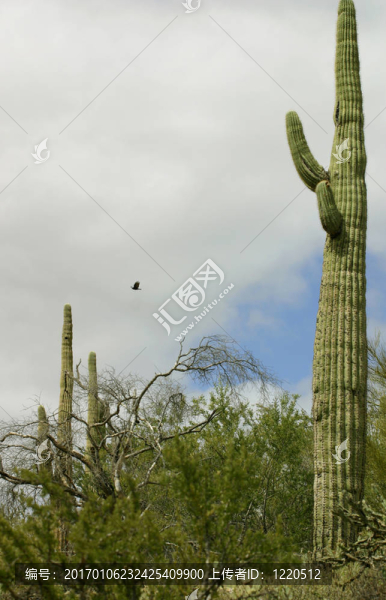 仙人掌和鷹