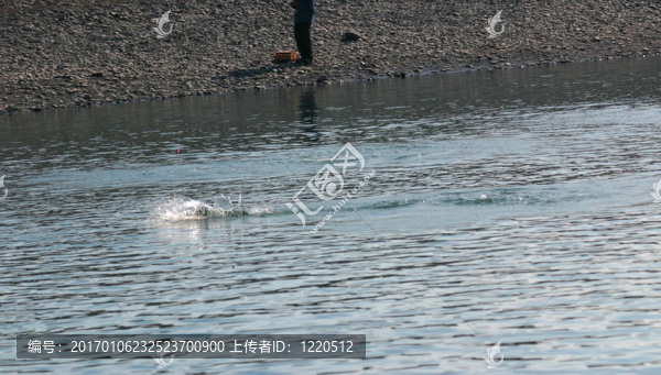 釣鮭魚