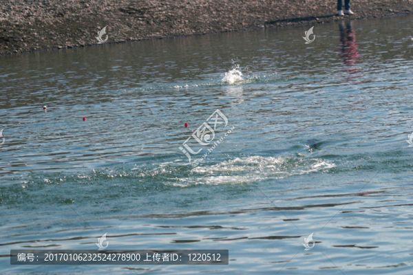 釣鮭魚(yú)