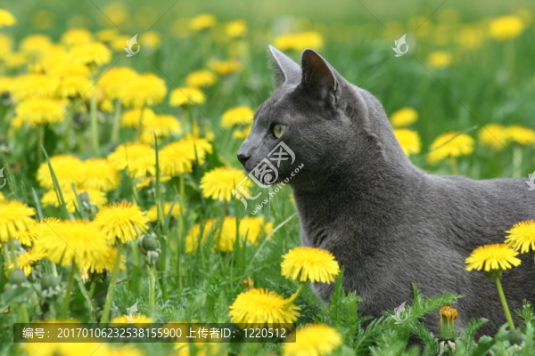 花中的貓