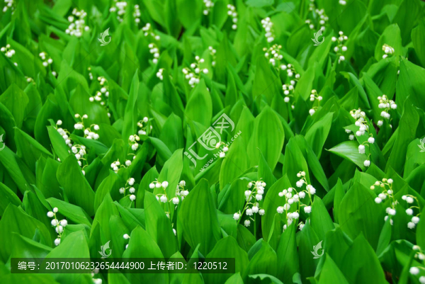 山谷的莉莉