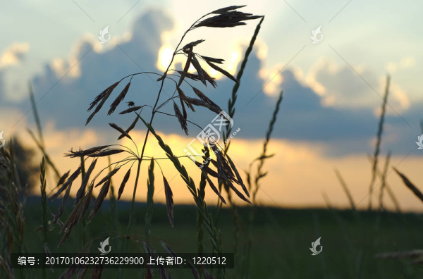 草原日落傲信通訊