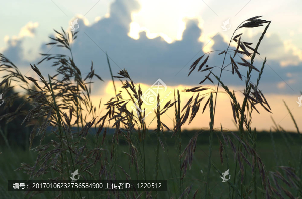 草原日落傲信通訊
