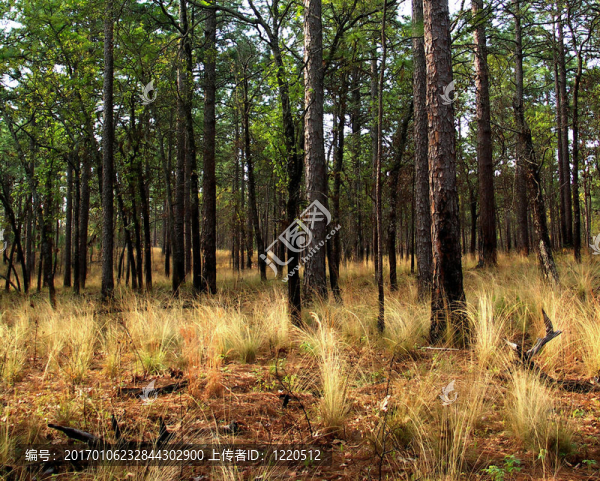 北卡羅萊納的森林