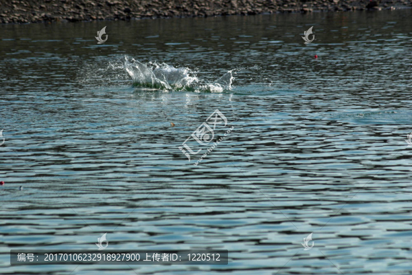 釣鮭魚