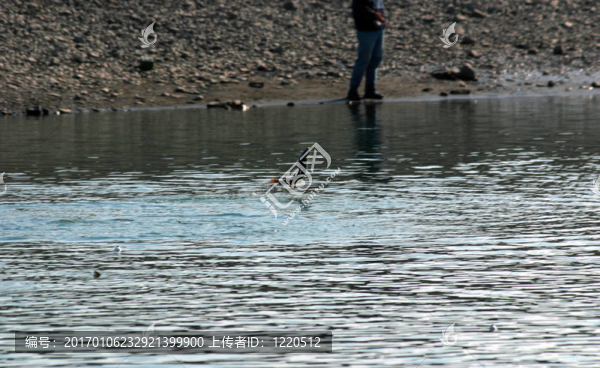 釣鮭魚
