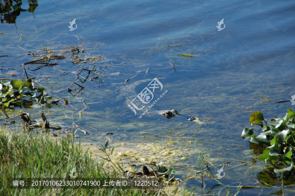 淹沒的鱷魚