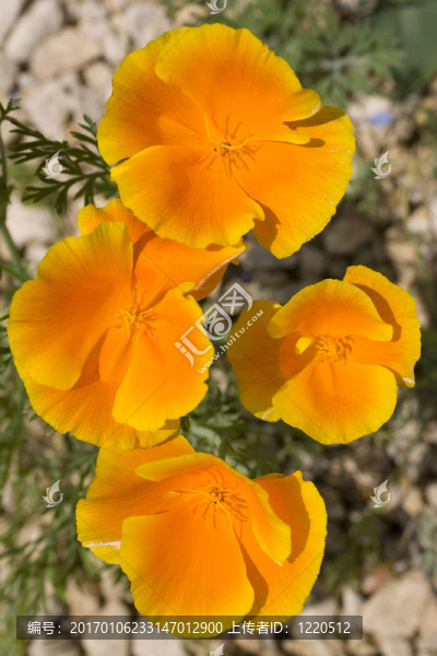 加利福尼亞罌粟花-匯圖網(wǎng) www.fosd68.com 加利福尼亞罌粟花