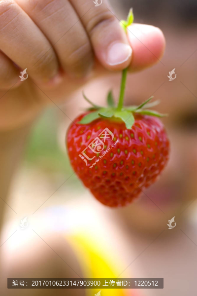 成熟的草莓