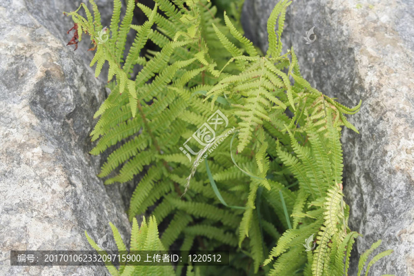 蕨類植物生長(zhǎng)在巖隙里