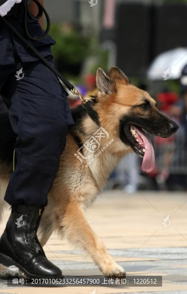 德國牧羊犬