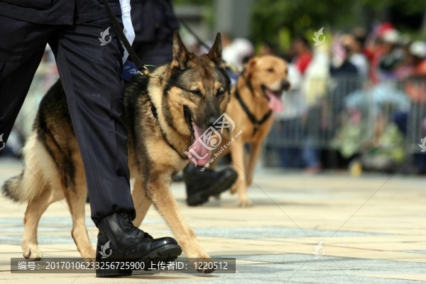 德國(guó)牧羊犬