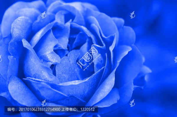 清晨的玫瑰