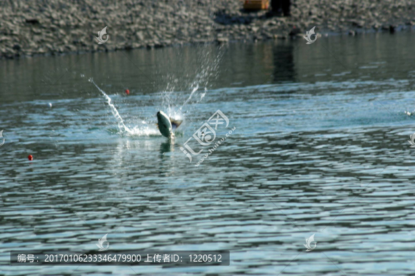 釣鮭魚