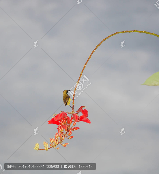 小雀鳥