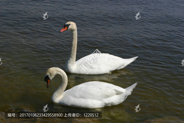 天鵝