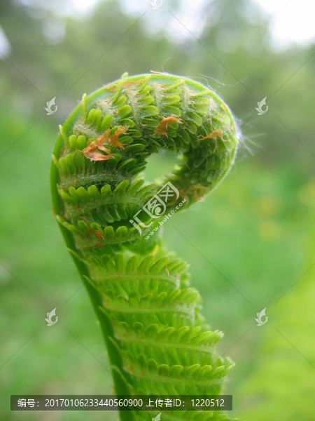 蕨類植物