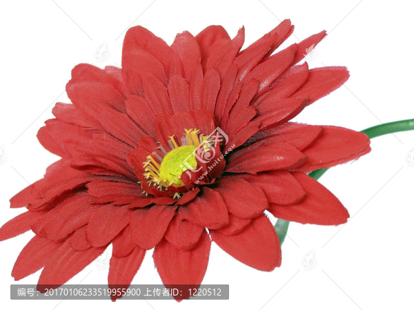 紅菊