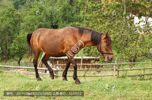 馬