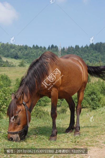 馬