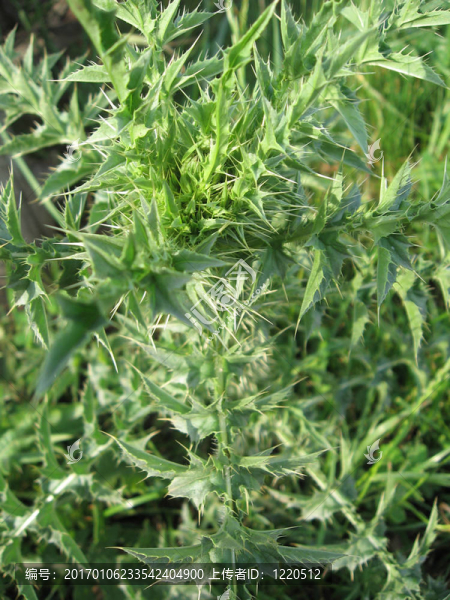 矛薊