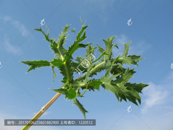 場刺芹