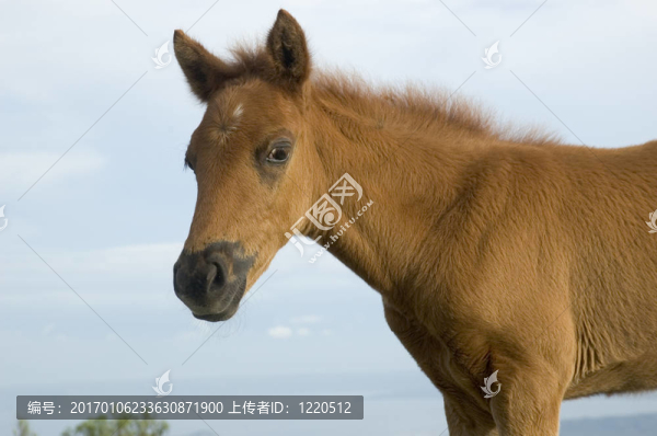 小馬駒