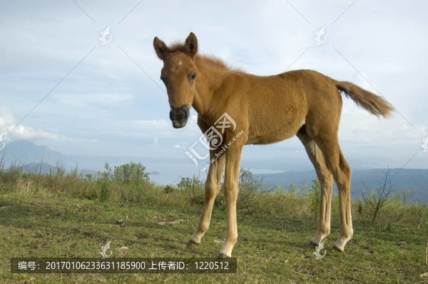 小馬駒