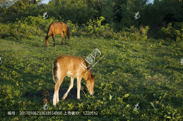 年輕的和老的馬