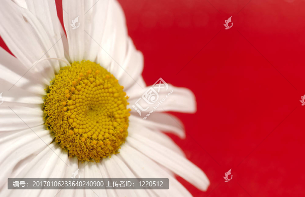 花的背景