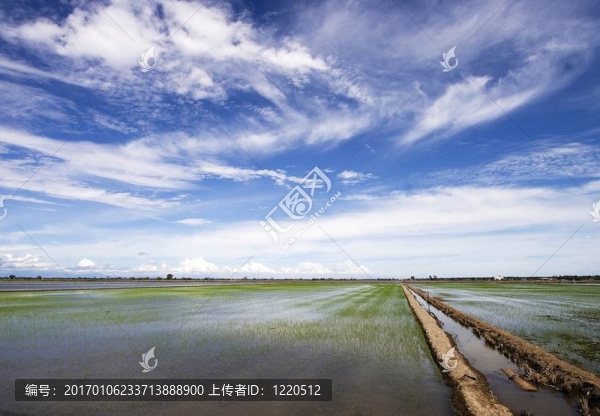 稻田
