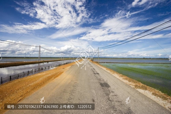 稻田