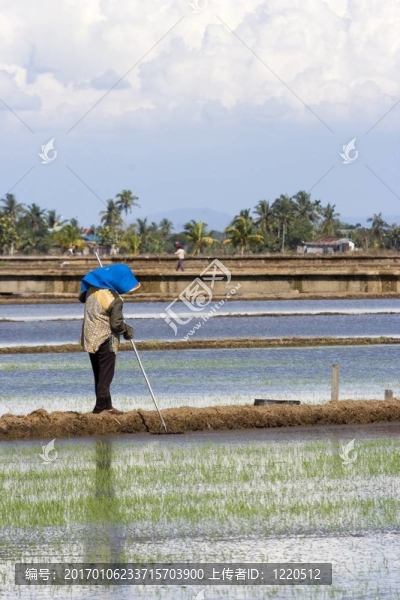 稻田農(nóng)民