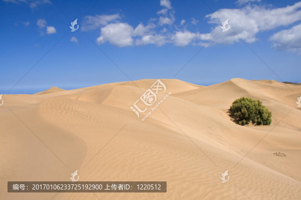 沙子和植被
