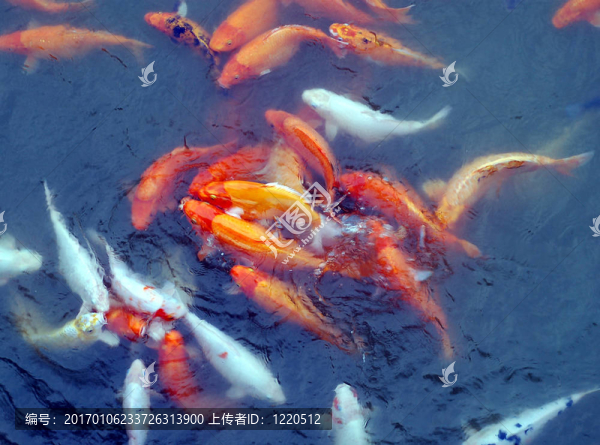 鯉魚賽車食品2