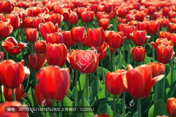 紅郁金香領(lǐng)域