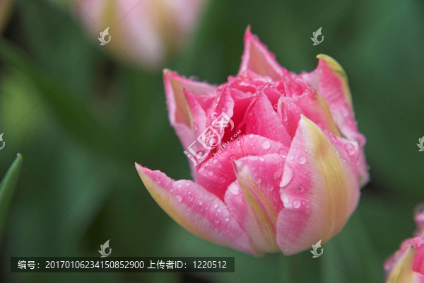 濕郁金香