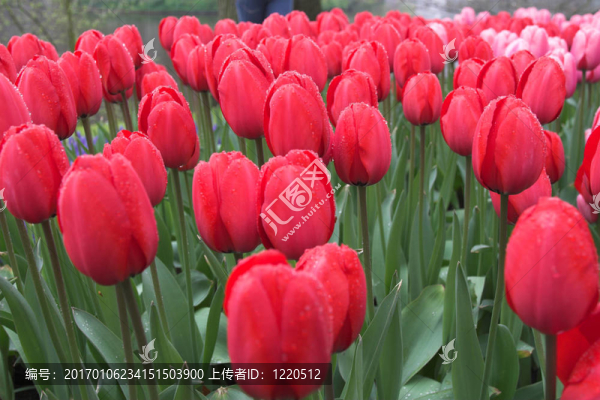 美麗的紅色郁金香