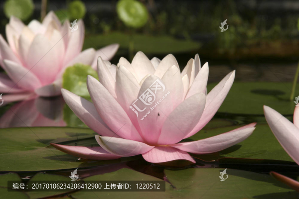 莉莉