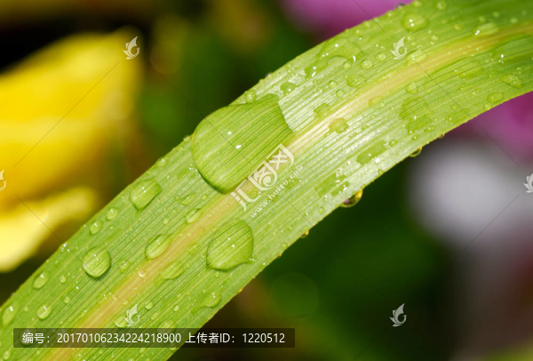 露水