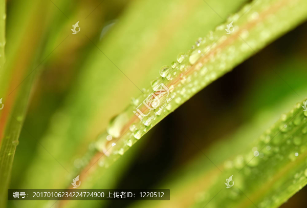 露水