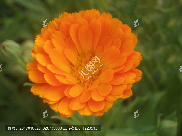 金盞花
