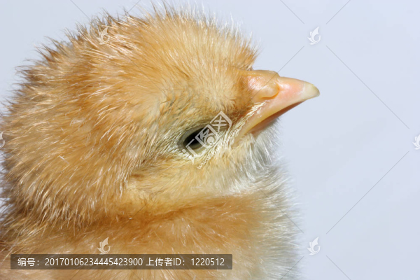小雞