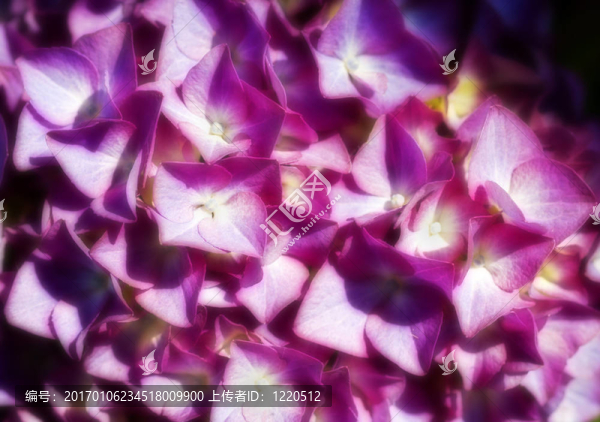 紫繡球花的照片