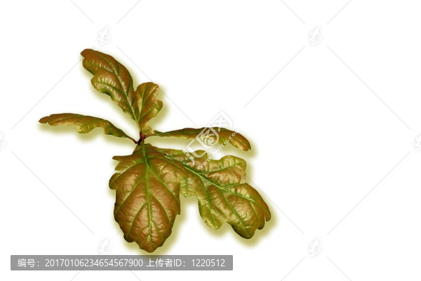 橡樹葉