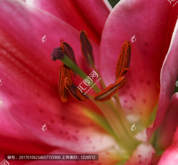 朱頂紅-匯圖網(wǎng) www.fosd68.com 朱頂紅