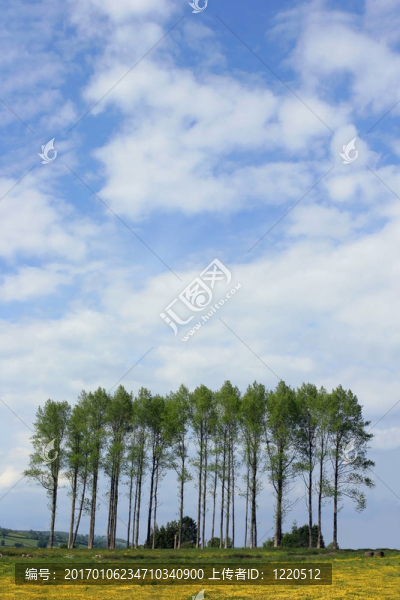 在毛茛草甸Poplars