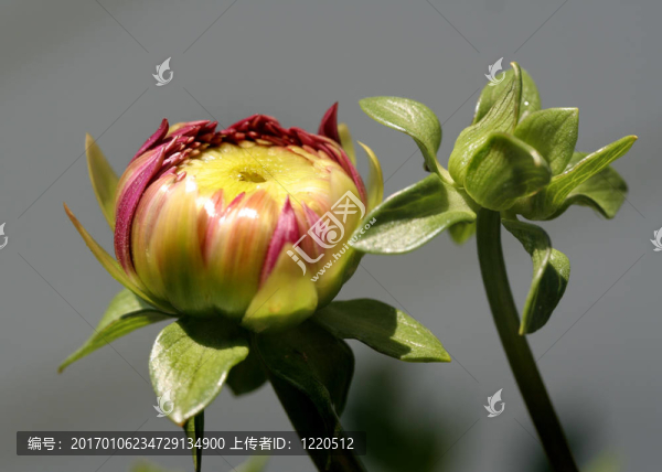 花黃色